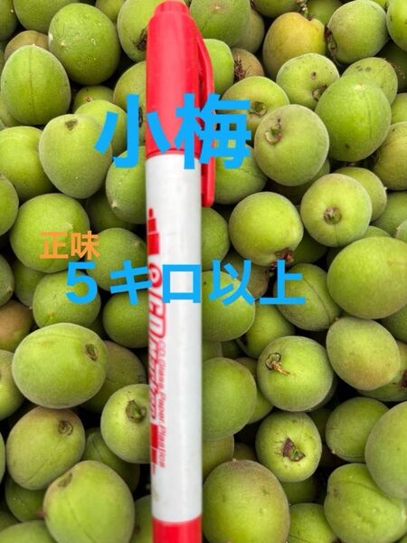 小梅 群馬里山産 栽培期間中農薬 除草剤不使用 梅