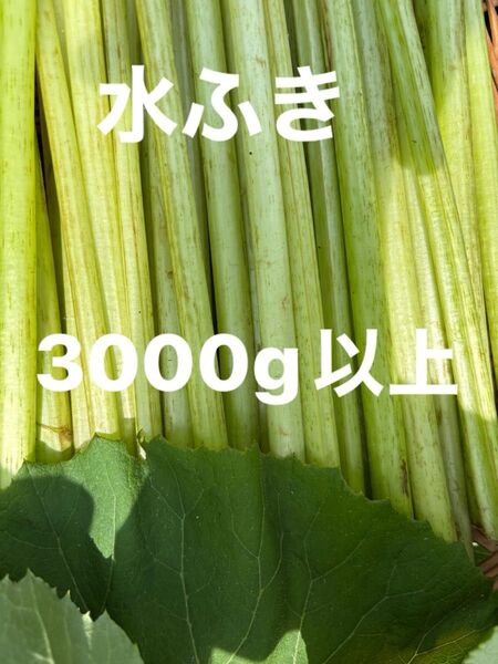 水ふき 茎のみ 栽培期間中農薬 除草剤不使用 ふき フキ 蕗 ご購入後収穫します