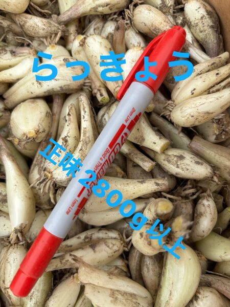 らっきょう 栽培期間中農薬除草剤不使用 ご購入後収穫