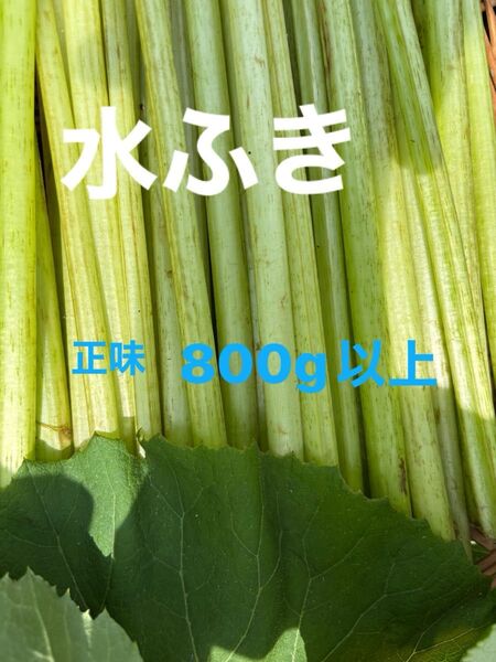 水ふき 茎のみ 栽培期間中農薬 除草剤不使用 ふき フキ 蕗 ご購入後収穫します