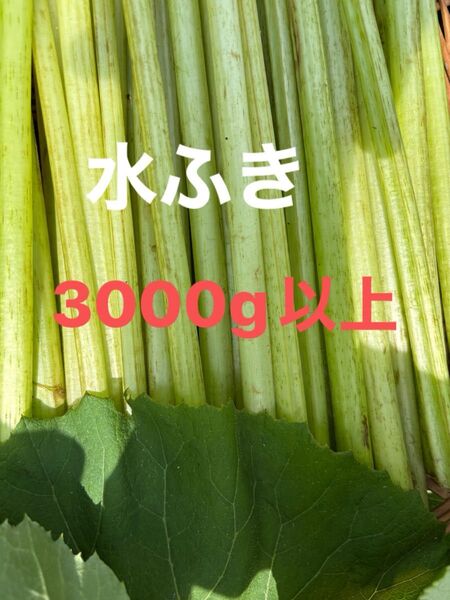 水ふき 茎のみ 栽培期間中農薬 除草剤不使用 ふき フキ 蕗 ご購入後収穫します