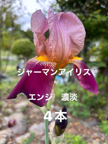 ジャーマンアイリス 花 ガーデニング