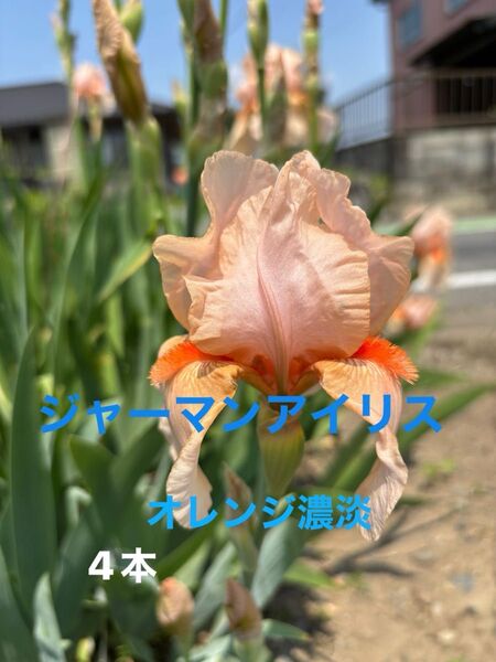 ジャーマンアイリス 花 ガーデニング