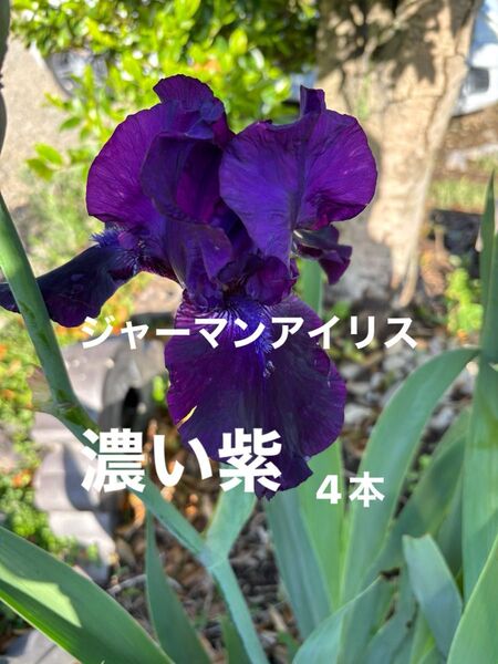 ジャーマンアイリス 花 ガーデニング