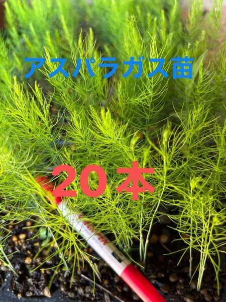 アスパラ苗 2025年4月にタネまき 栽培期間中農薬不使用 保湿して発送します アスパラガス野菜苗