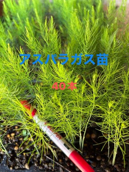 アスパラ苗 2025年4月にタネまき 栽培期間中農薬不使用 保湿して発送します アスパラガス野菜苗