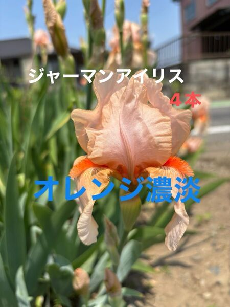 ジャーマンアイリス 花 ガーデニング