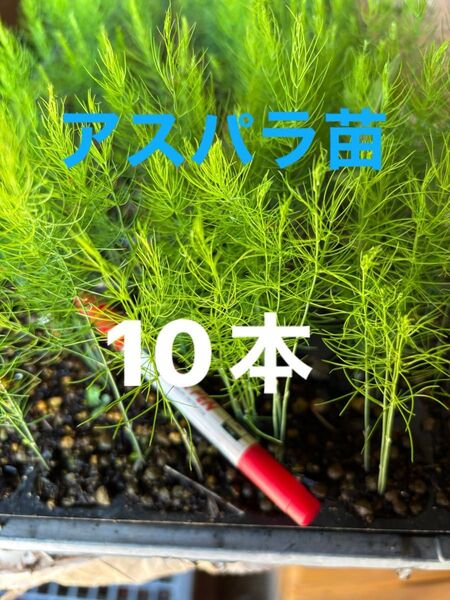 アスパラ苗 2025年4月にタネまき 栽培期間中農薬不使用 保湿して発送します