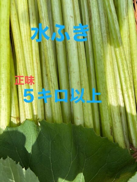 水ふき 茎のみ 栽培期間中農薬 除草剤不使用 ふき フキ 蕗 ご購入後収穫します