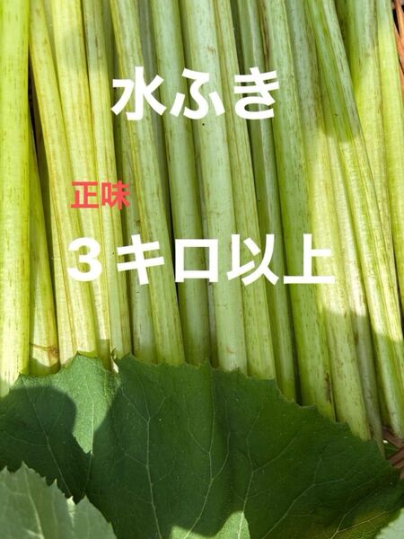 水ふき 茎のみ 栽培期間中農薬 除草剤不使用 ふき フキ 蕗 ご購入後収穫します