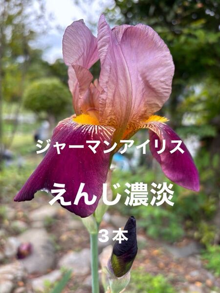 ジャーマンアイリス 花 ガーデニング