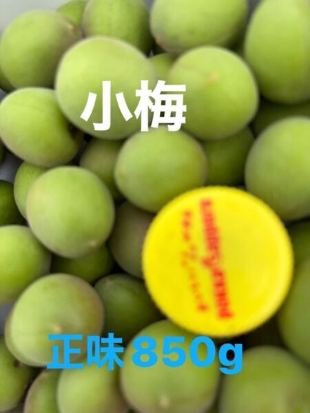 小梅 群馬里山産 梅の木を植えてから40年以上農薬不使用です。栽培期間中農薬 除草剤不使用 手もぎ 梅