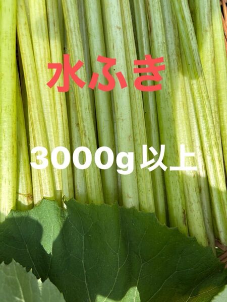 水ふき 茎のみ 栽培期間中農薬 除草剤不使用 ふき フキ 蕗 ご購入後収穫します