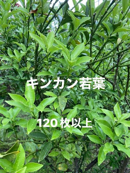 キンカン葉 群馬里山産 キンカンの葉200枚以上 無農薬