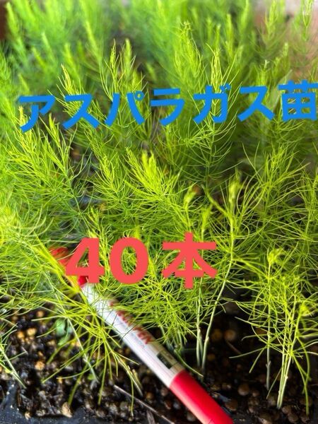 アスパラ苗 2025年4月にタネまき 栽培期間中農薬不使用 保湿して発送します アスパラガス野菜苗