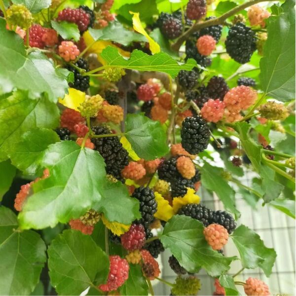 桑の実苗 マルベリー 1株