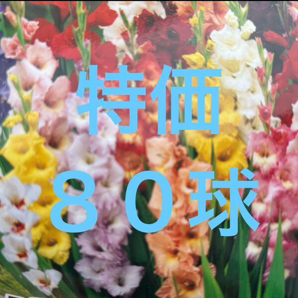 グラジオラス球根 ミックス 80球