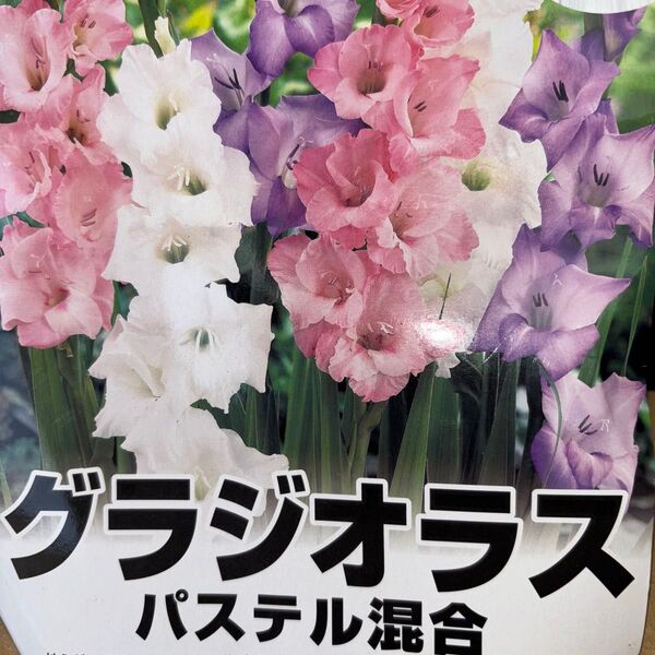 グラジオラス球根 パステルカラー 15球