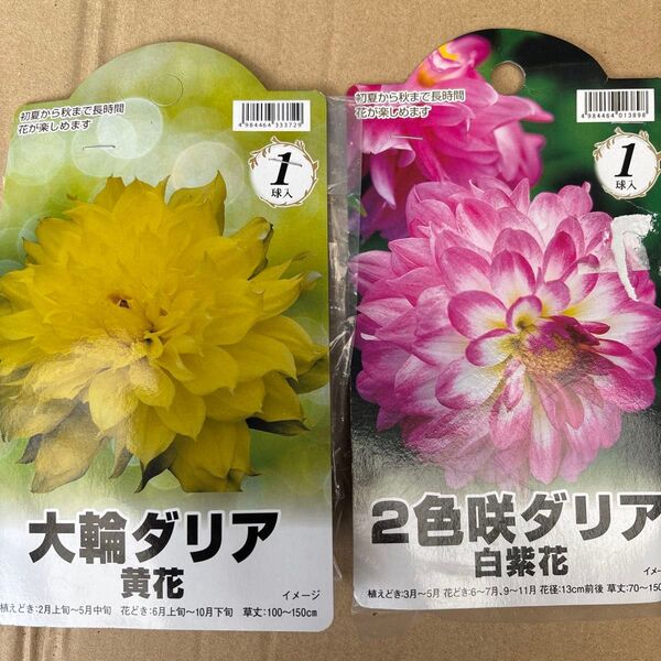ダリア球根 大輪ダリア 1球 2色咲きダリア 1球
