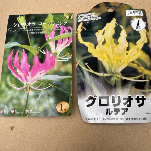 グロリオサ球根 ミックス 10球