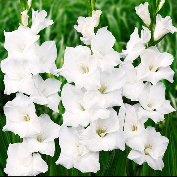 グラジオラス球根 大玉白花 30球