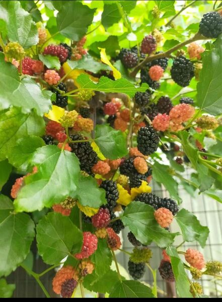 桑の実苗 クワノミ マルベリー 1株