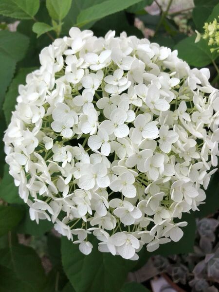 アジサイ苗 アナベル 大輪白花 蕾付き 1鉢