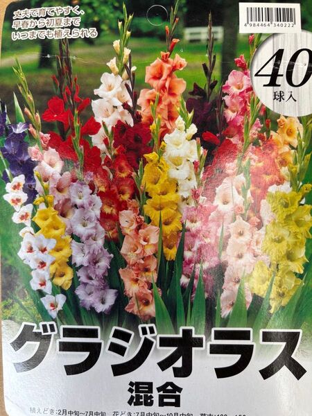 グラジオラス球根 ミックス40球