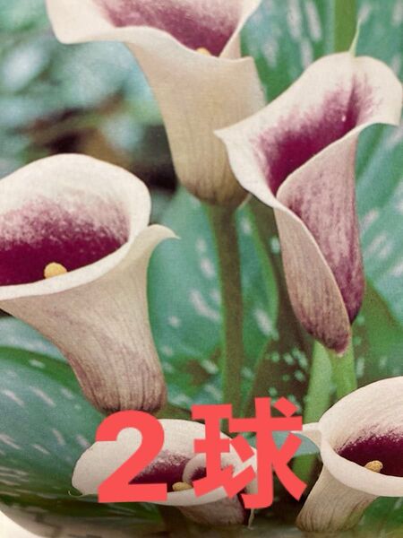 カラー球根 ピカソ 2球