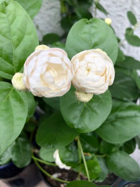 ジャスミン苗 茉莉花 まつりか 八重ボタン咲 2株