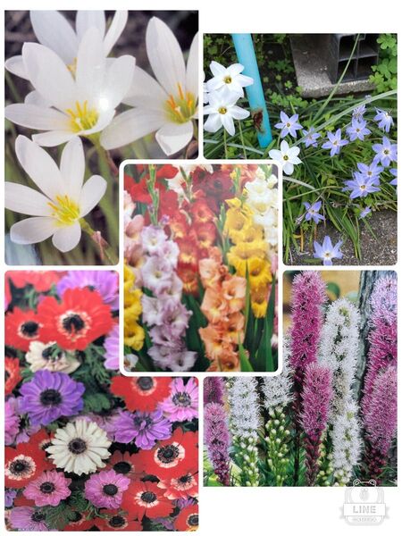 花球根セット ミックス