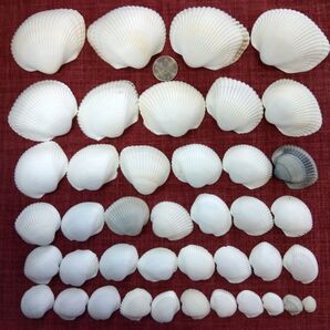 貝殻 日本海からの贈り物 おにあさり サイズ各種 41個セット No.258