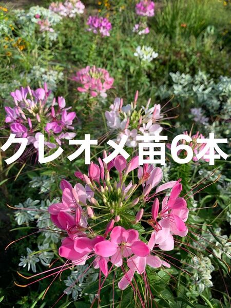 クレオメ苗6本