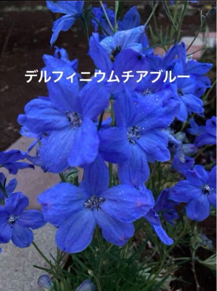 デルフィニウム チアブルー 種 30粒