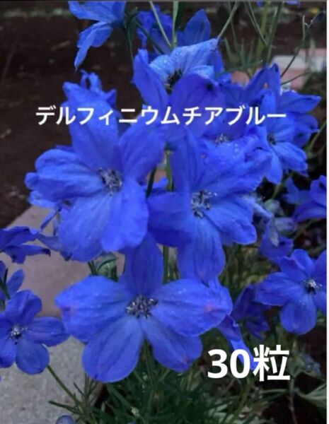 デルフィニウム チアブルー 種 30粒