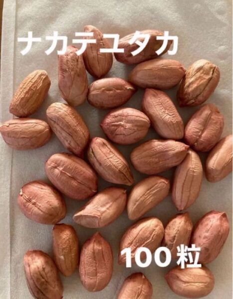 ナカテユタカ 中手豊種 100粒