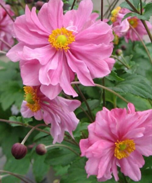 八重咲き 秋明菊 3苗