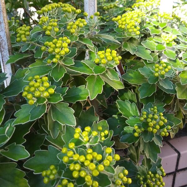 ☆イソギク/菊科♪宿根草(抜き苗2本)