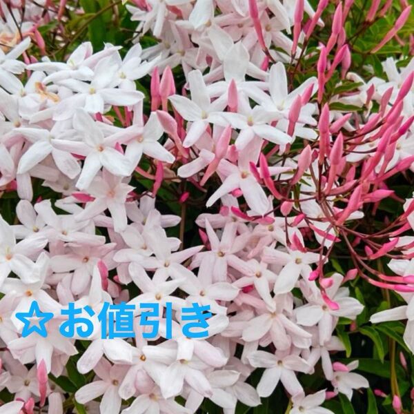 ☆羽衣ジャスミン/抜き苗1株☆お値引き