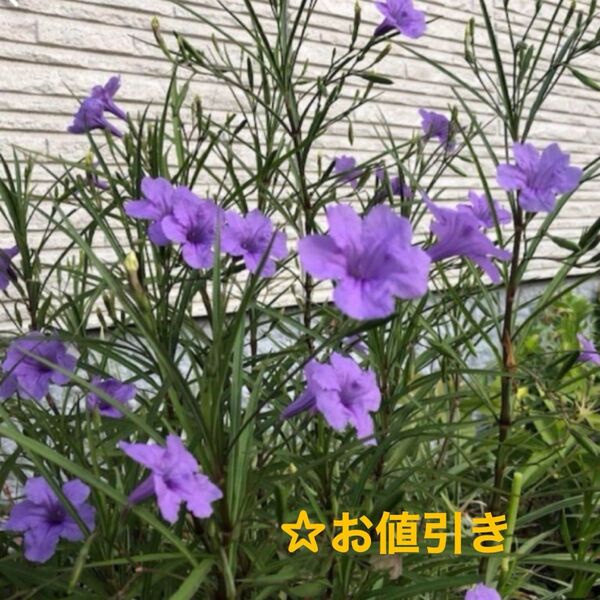 ☆ムラサキルエリア/宿根草♪抜き苗3株ゆうパケットポストミニ発送♪お値引き