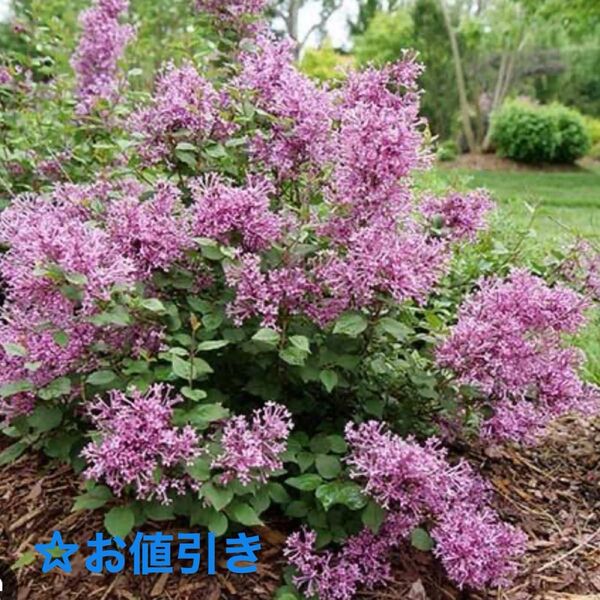 ☆姫ライラック /根付き株分け苗木 ☆1株