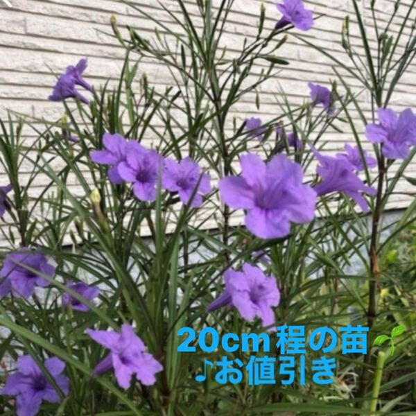 ☆ムラサキルエリア/宿根草♪抜き苗3株ゆうパケットポストミニ発送☆小株1株おまけ