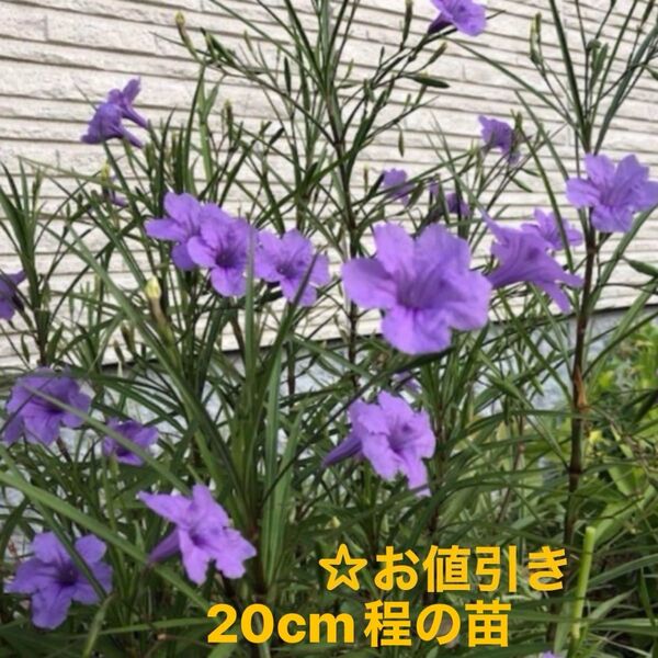 ☆ムラサキルエリア/宿根草♪抜き苗3株ゆうパケットポストミニ発送☆小株1株おまけ