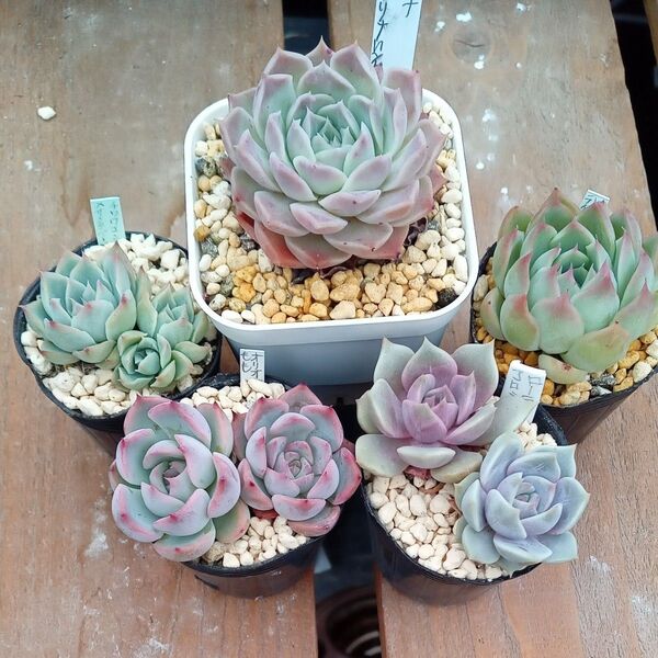 2、多肉植物 エケベリアセット オリジナル交配 抜き苗 5苗お買い得品!