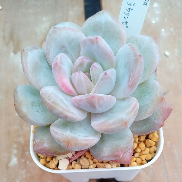 多肉植物 ラウリンゼ(大) エケベリア 抜き苗