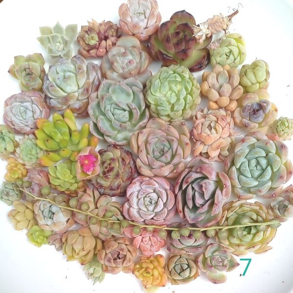 多肉植物 エケベリアの寄せ植えセット エケベリア弁当 カット苗