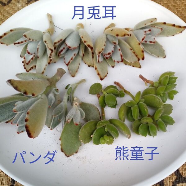 多肉植物 カランコエ セット 多肉弁当 カット苗