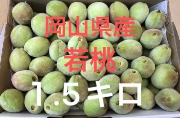 岡山県産 白桃 若桃 加工用 ゆうパケットプラス箱 1.5キロ 摘果桃 産地直送