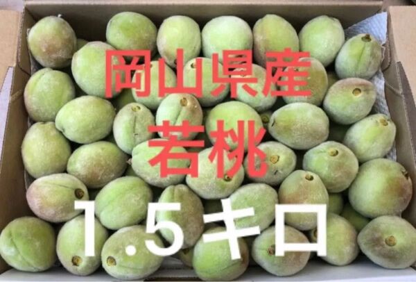 岡山県産 白桃 若桃 加工用 ゆうパケットプラス箱 1.5キロ 摘果桃 産地直送
