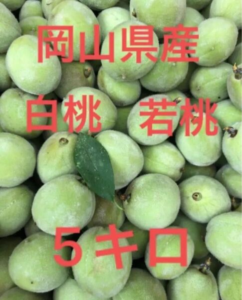 岡山県産 白桃 若桃 加工用 5キロ強 次回収穫分 産地直送